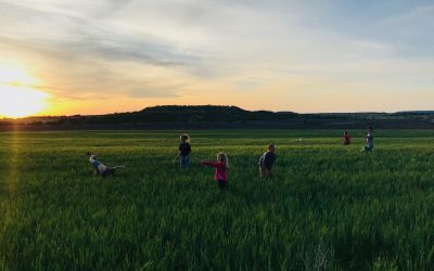 Harvest Time at the Cooper Wheat Fields